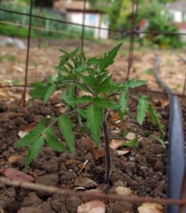 HOMEGROWN Life: Buyer Beware, Don’t Plant Those Seedlings Just Yet Image